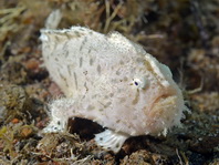 Hispid frogfish - Antennarius hispidus - Hispid Anglerfisch